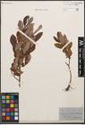 Foto von Salix cinerea L.